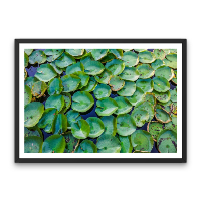 Lily Pads 