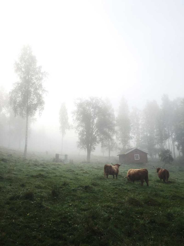 Image shows a landscape of a misty farm. The image best represents the mobile phone photography tip The Rule Of The Third. The subject, a red barn and cows, is in the bottom third.