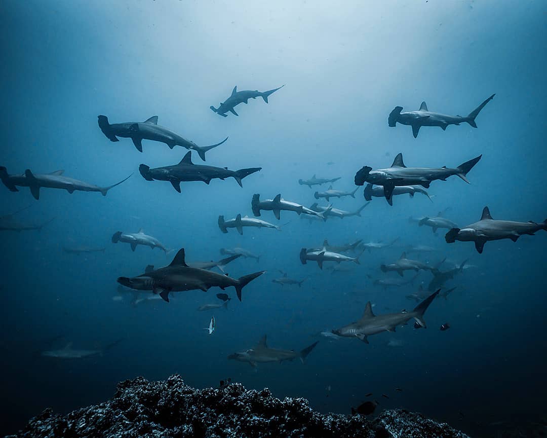 underwater shark photography