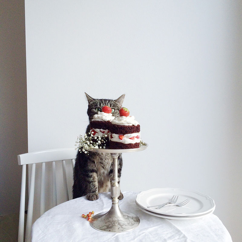 Image shows how natural light can improve mobile photography. Pictured a grey cat next to a cake.